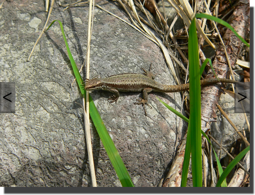 Podarcis muralis